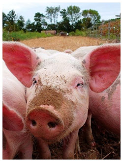 pig